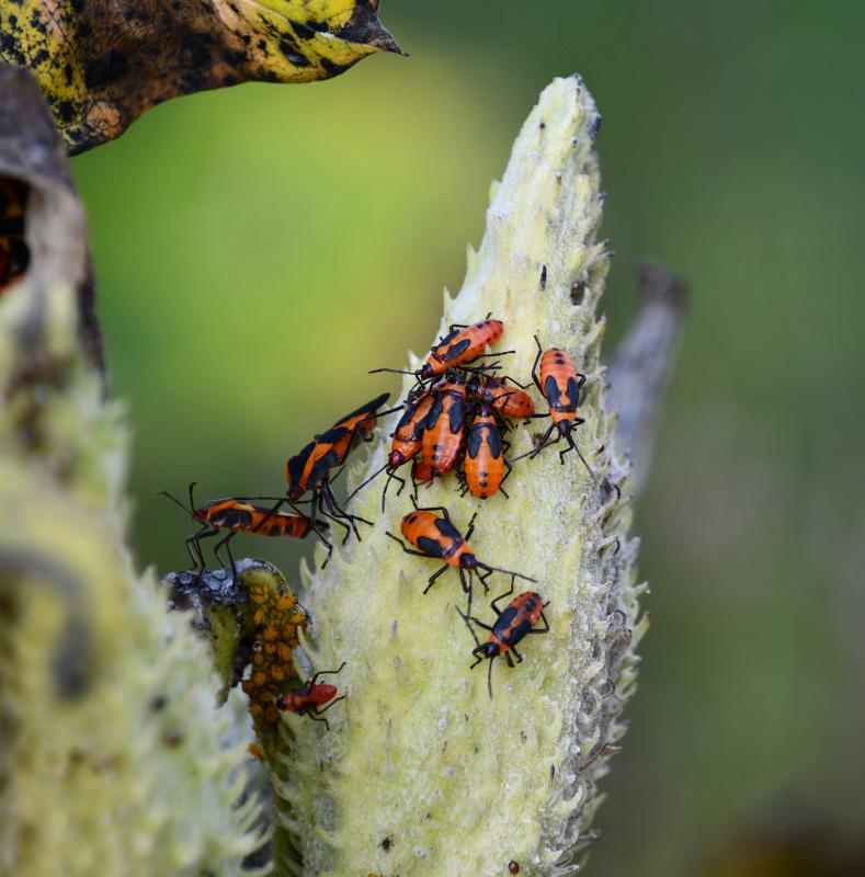 Milkweed bugs are also attracted to milkweed as a food source, as they eat the seeds, leaves and stems.