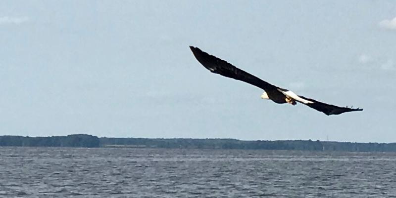 Bald eagle soaring over the lower Chester River. DENNIS FORNEY PHOTO