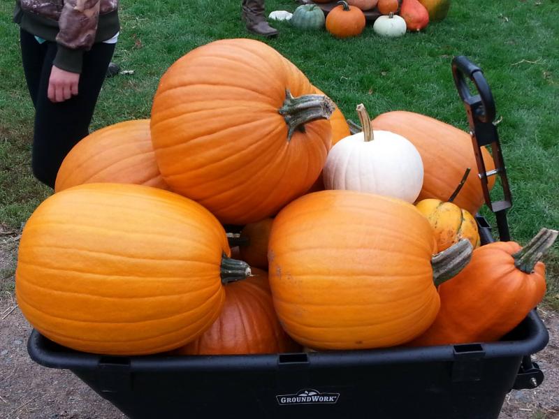 Pumpkin flour can be used in all kinds of tasty treats besides pies. SUBMITTED PHOTO