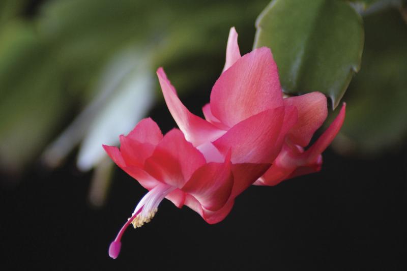 Christmas cactus produce far more blooms when they are slightly potbound.