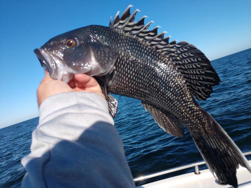 Black sea bass live in deep water where a strong current can make fishing difficult. KEN NEIL PHOTO