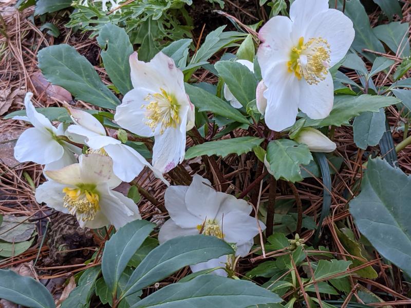 Hellebore, Christmas rose at Mill Pond Garden.