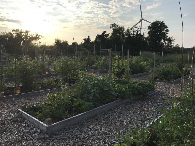 Lewes Community Garden grew to 20 beds in 2020. FILE PHOTO