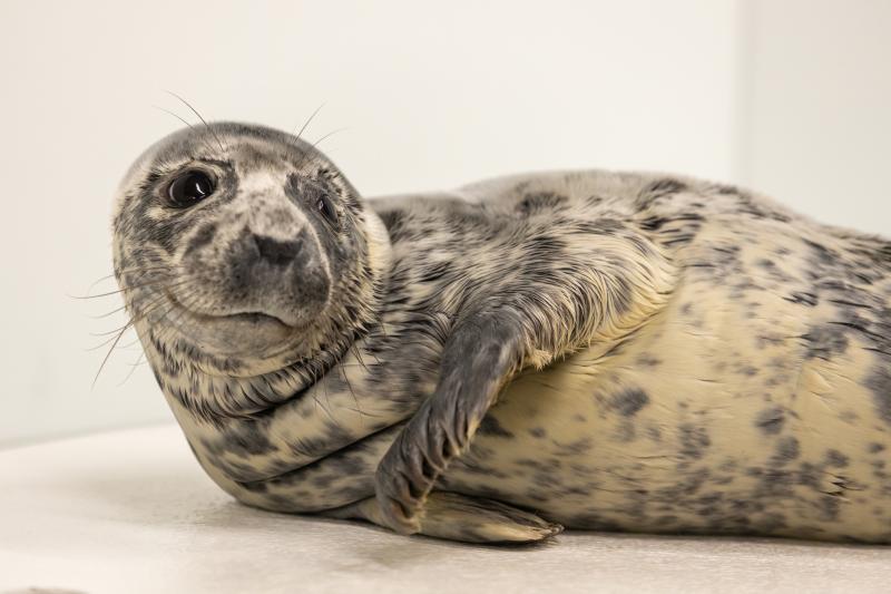 Eloise the grey seal pup was rescued Feb. 12 by the Marine Education, Research and Rehabilitation Institute and is now being cared for at National Aquarium Animal Care and Rescue Center in Baltimore. SUBMITTED PHOTO