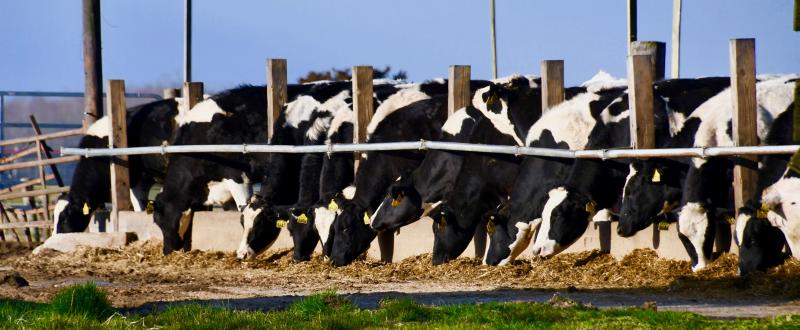 Feeding some 400 hungry cows throughout the day is part of the operation at Green Acres Farm.
