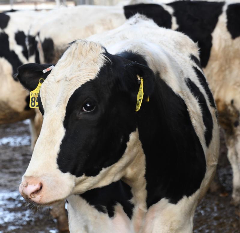 The Hopkins’ black-and-white Henlopen Holsteins are an attraction in themselves as they go through their days on the farm not far from traffic on Dairy Farm Road.
