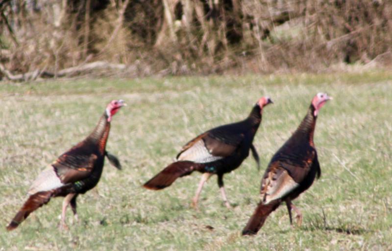 Spring has brought turkeys out of the woods and into our fields. They have made a remarkably strong recovery on the Delmarva Peninsula. Here are three long beards on the hunt for hens. Some people are called turkeys, but more for their goofy behavior than their keen eyesight. DENNIS FORNEY PHOTO