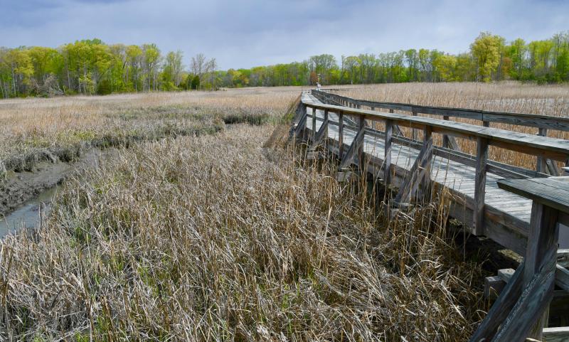St. Jones Reserve, located south of Dover off Kitts Hummock Road and Route 9, features a 2-mile nature trail with a quarter-mile boardwalk into the marsh.