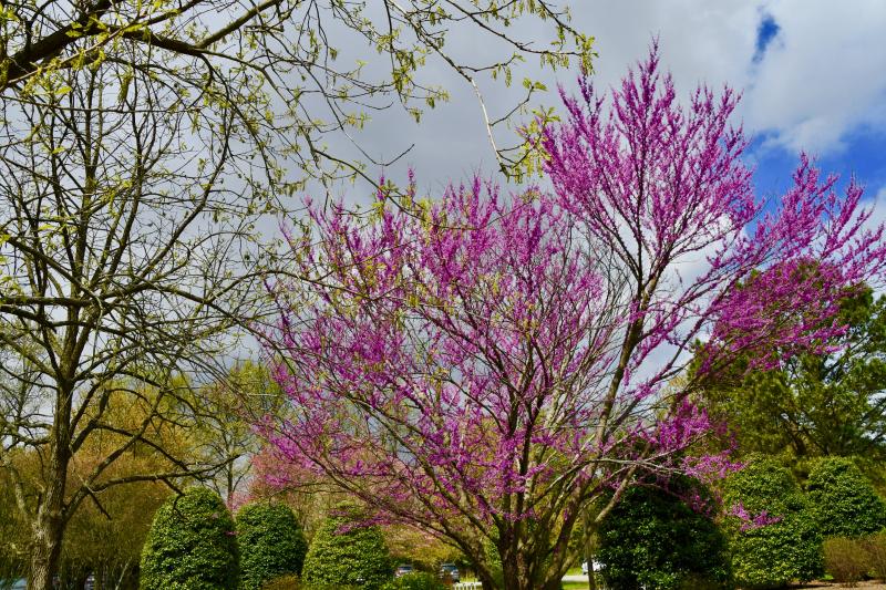 Spring is in bloom at St. Jones Reserve, which is part of the Delaware National Estuarine Reserve.