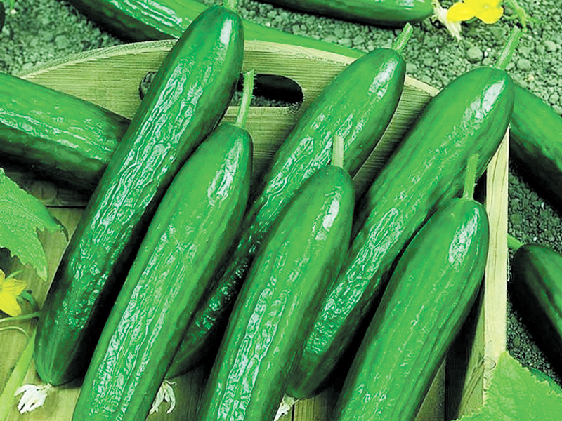A big plus is that Beit Alpha cucumber is one of the most disease-resistant varieties known.