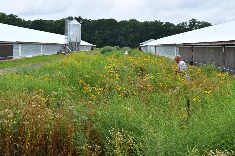 Delmarva Chicken Association’s Jim Passwaters checks on the progress of a pollinator-friendly vegetative environmental buffer between two chicken houses on a Sussex County farm. SUBMITTED PHOTO