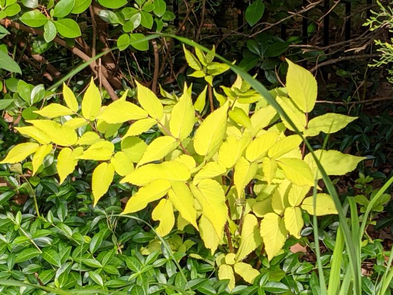 Aralia sun king at Mill Pond Garden.
SUBMITTED PHOTOS