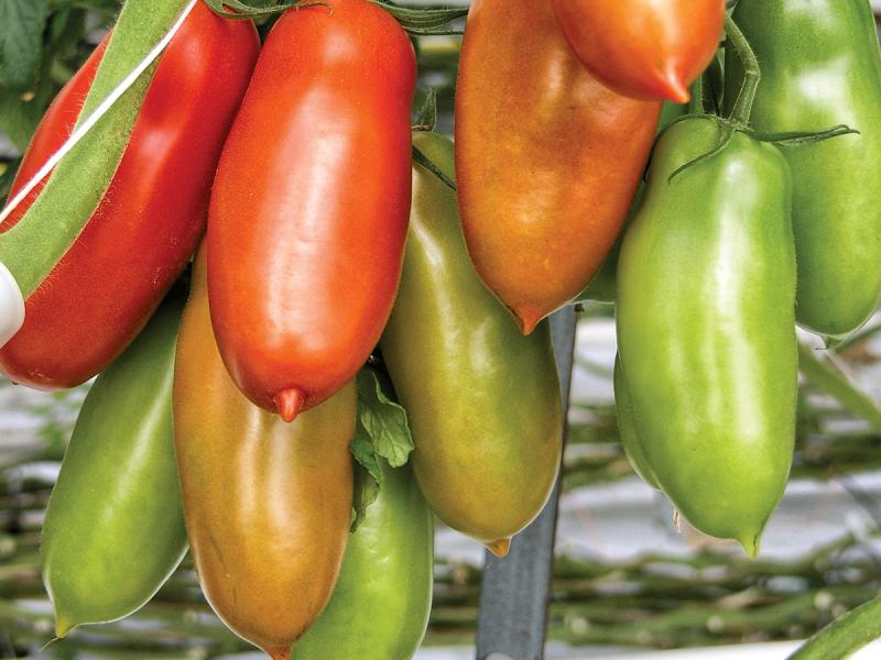 All tomatoes are classified as either determinate or indeterminate, depending on their growth habit.