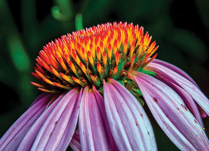 Heleniums are related to the coneflower. CHRIS FOSTER PHOTO