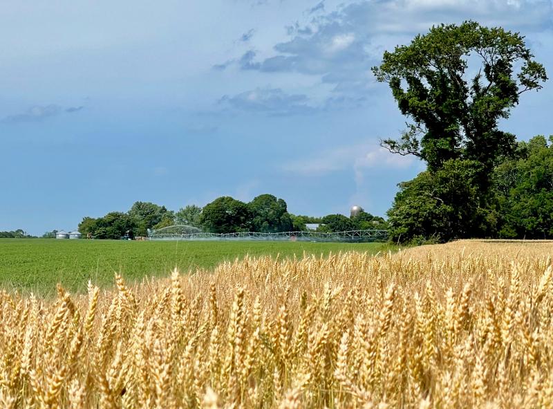 Grain heads fatten in this wheat field on the John David Vincent farm alongside Route 1 north of Lewes. Next to a green field of peas, this wheat is only a few weeks away from harvest. DENNIS FORNEY PHOTO