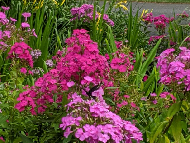 Phlox Bubblegum Pink and Glamour Girl at Mill Pond Garden. SUBMITTED PHOTOS