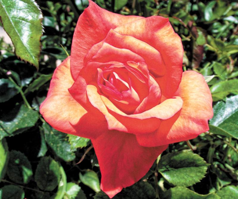 The brilliant orange Marmalade Skies rose is an easy-to-grow, compact floribunda rose with a very light scent.
