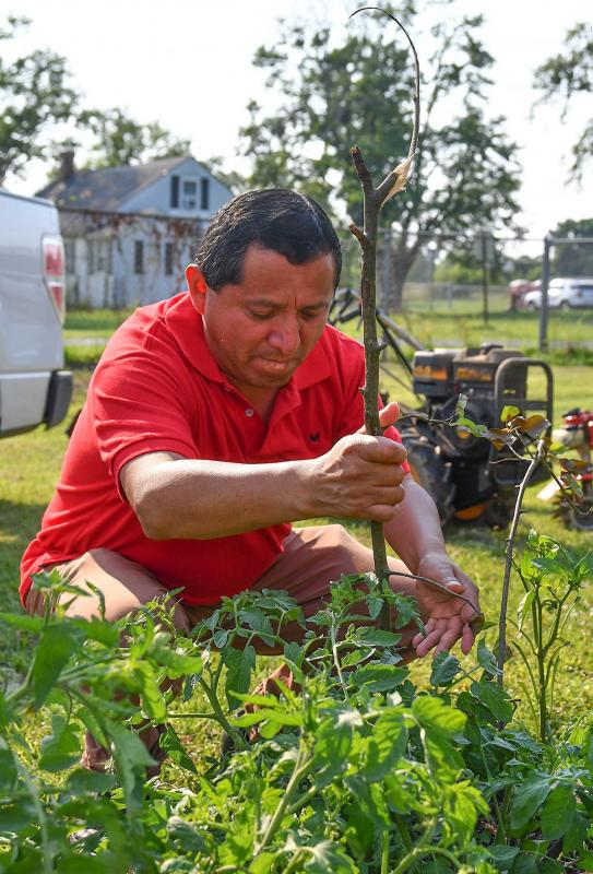 Local Felix Rodriguez stakes up tomato plants in his plot.