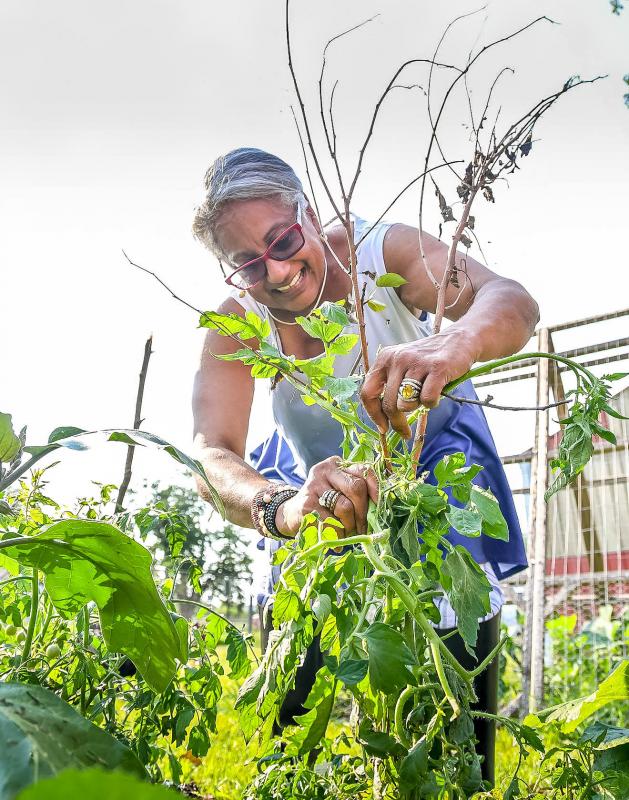 Georgetown Councilwoman Christina M. Diaz-Malone helps stake up tomatoes in Felix Rodriguez’s plot.