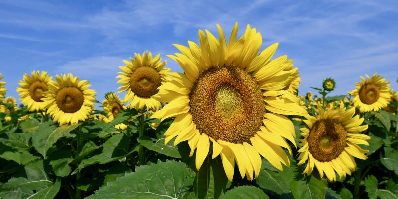 The Hopkins farm also has a field of sunflowers in full bloom next to the cornfield maze. RON MACARTHUR PHOTO