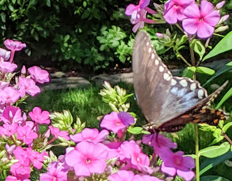 Black swallowtail butterfly on phlox at Mill Pond Garden. SUBMITTED PHOTOS