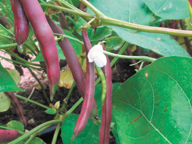 Red Swan beans will grow in two months and are ideal for planting in midsummer for harvest later in the season.