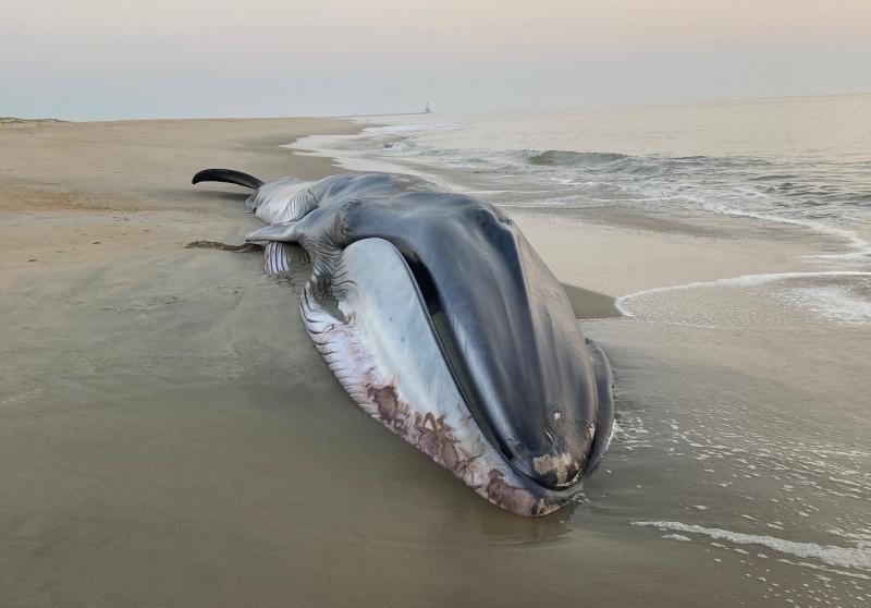 According to MERR, a male fin whale that beached on The Point in Cape Henlopen State Park died from a parasitic infection affecting many of its vital organs. DNREC PHOTO