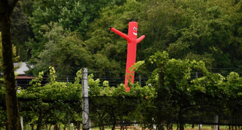 In an effort to scare away birds, an inflatable tube man gyrates among the vines at Nassau Valley.