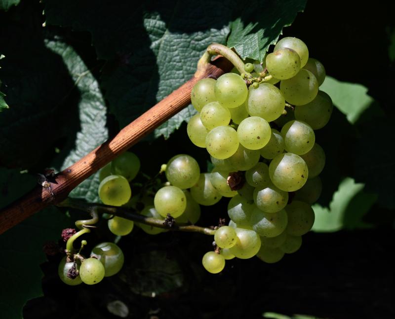 The time to harvest Nassau Valley Vineyard’s Chardonnay grapes is fast approaching. The vineyards also grows Merlot, Cabernet Sauvignon and Cabernet Franc grapes.