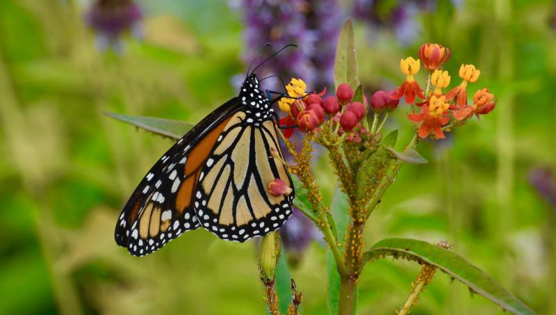 Monarch butterflies are beginning to show up at The Peninsula community butterfly garden. RON MACARTHUR PHOTOS