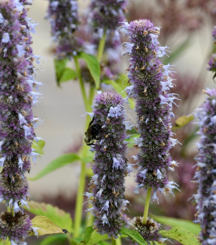 A bee lands on some hyssop plants growing in The Peninsula butterfly-pollinator garden.