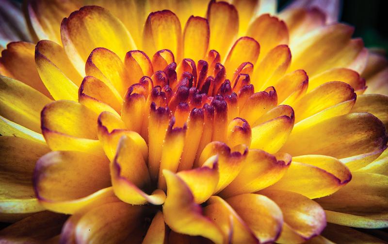 Plant your chrysanthemums where they will get at least six hours of full sun every day. CHRISTOPHER D. FOSTER PHOTO