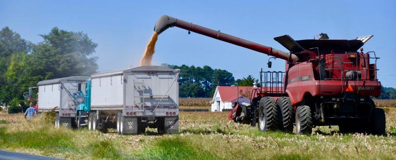 After trailers are filled, they are transported to local grain mills. Nearly all of the Sussex corn crop is purchased by the poultry industry for chicken feed.
