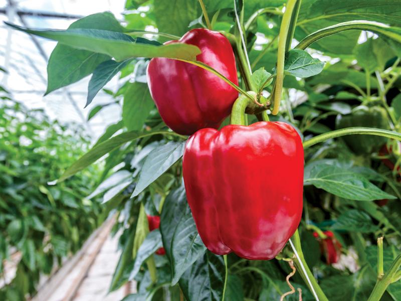 Protect bell peppers from frost by using a light blanket or plastic sheet. MARTIN BERGSMA / ADOBE STOCK PHOTO