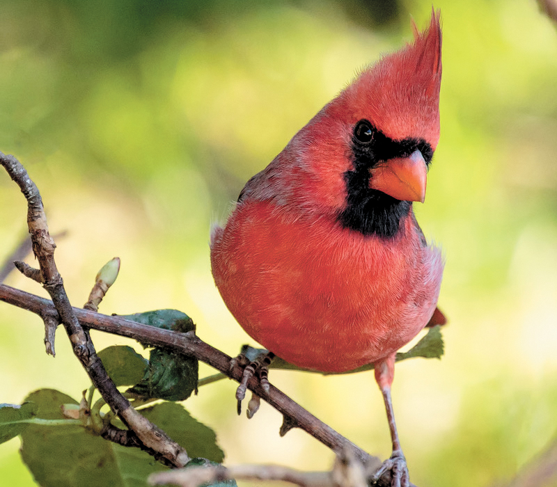 The northern cardinal is attracted to plants such as purple coneflower, elderberries, sunflower, snapdragon, and dill. BEIGLES / ADOBE STOCK IMAGE