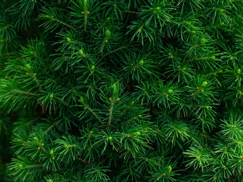 Many types of wildlife use the Canadian Spruce not only for shelter in its dense branches but as a source of food. MODEL REPUBLIC / ADOBE STOCK PHOTO