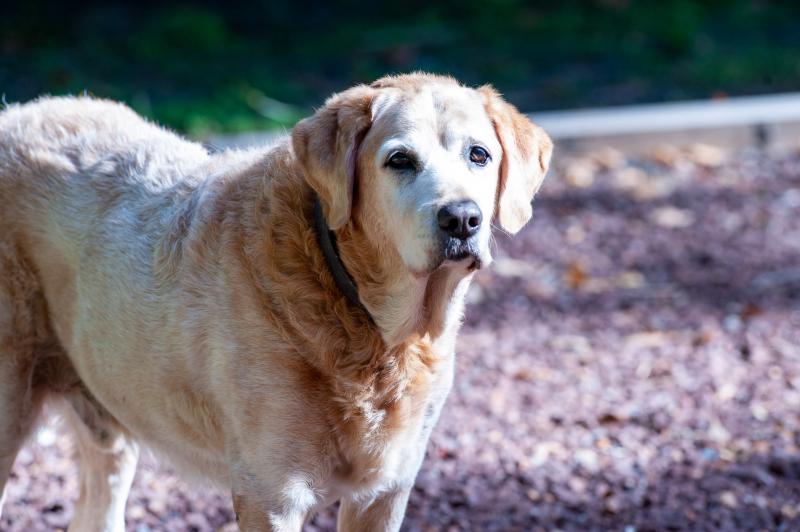The Darby Dog Angel Fund has been established at Rehoboth Beach Animal Hospital.