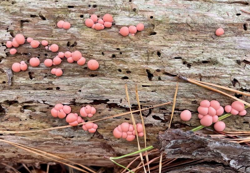 Lycogala epidendrum adorns a rotting log in a pine forest of Cape Henlopen State Park. It looks like a natural form of Braille to me, and I’m pretty sure it says Merry Christmas and Happy New Year. DENNIS FORNEY PHOTOS