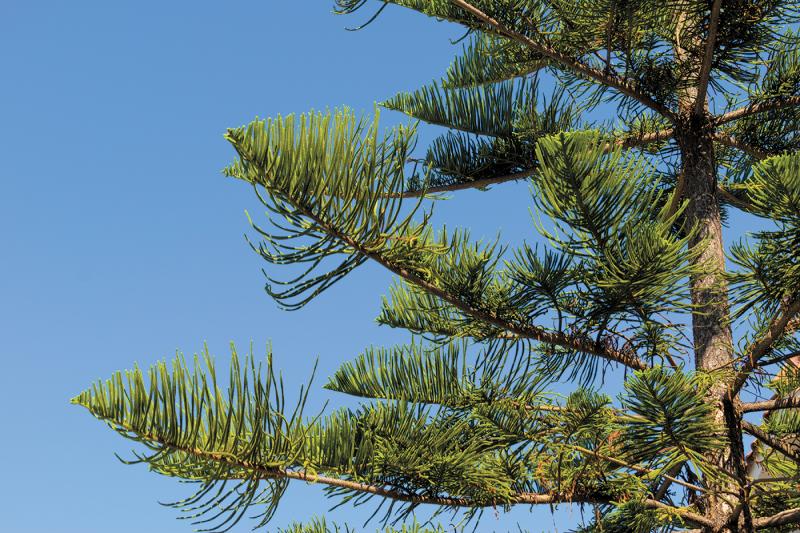 Norfolk Island Pines are popular in Australia and live well in America. The needles bend downward for a graceful, drooping effect. COINUP / ADOBE STOCK PHOTO