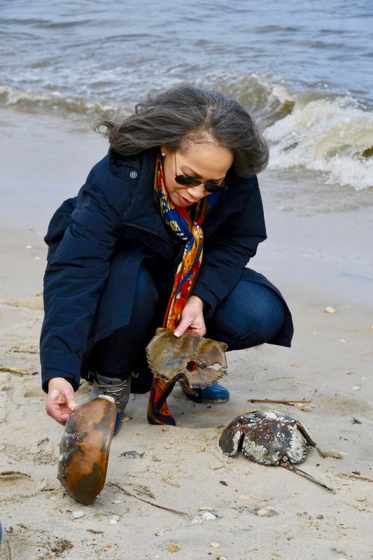 Congresswoman Lisa Blunt Rochester looks at a pair of horseshoe crabs washed up on Slaughter Beach.
