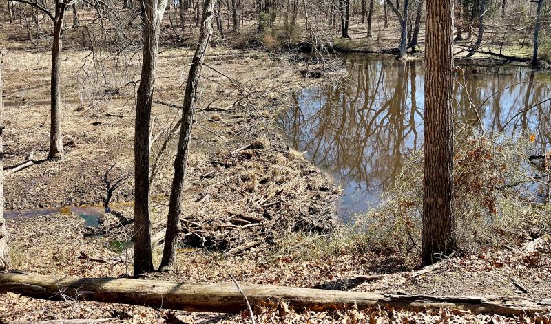 A beaver dam and its consequent pond across an Eastern Shore creek feeding Chesapeake Bay. DENNIS FORNEY PHOTO