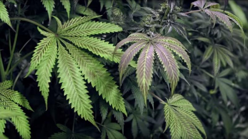 A bill to legalize marijuana in Delaware was voted down March 10 in the House of Representatives. FILE PHOTO
