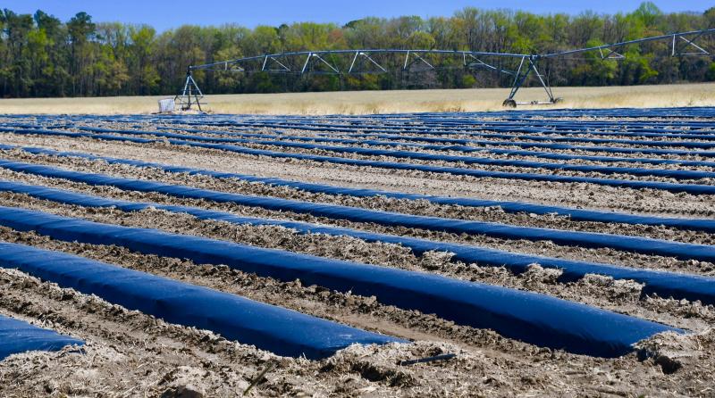 Science now plays a major role in growing melons. Farms, like Evans Farm near Bridgeville, now use plasticulture to increase soil temperature, control weeds, and prevent soil and fertilizer leaching. This helps seedlings grow faster, promoting higher yields and an earlier harvest. Many farmers also lay down drip irrigation under the plastic.