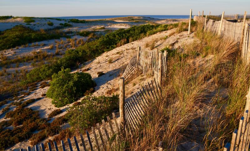 The light just before sunset provides interesting contrasts on the dunes of Cape Henlopen State Park. RON MACARTHUR PHOTOS