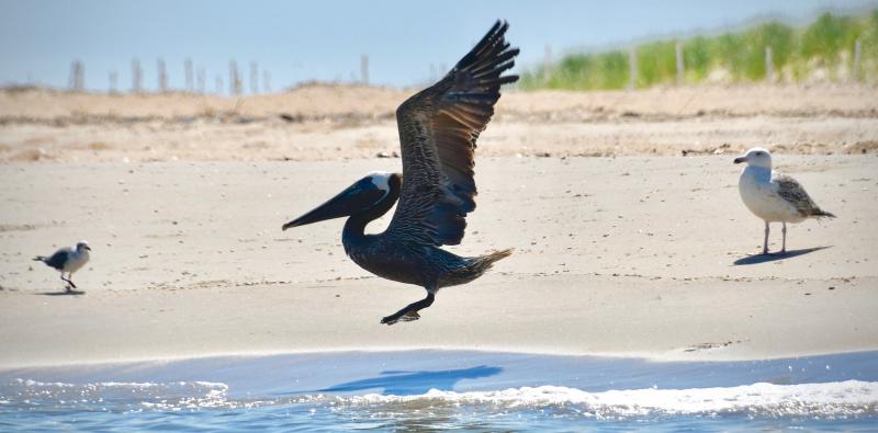 Over the past few years, brown pelicans have begun showing up at The Point in the park.