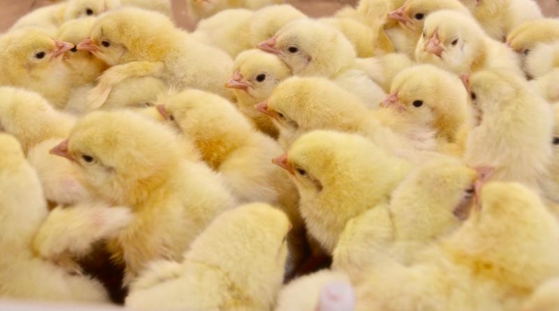 There’s big money in these little biddies. Sussex County is the top poultry-producing county in the nation. Local companies now control every facet of the industry from hatcheries to distribution of processed chicken. RON MACARTHUR PHOTOS