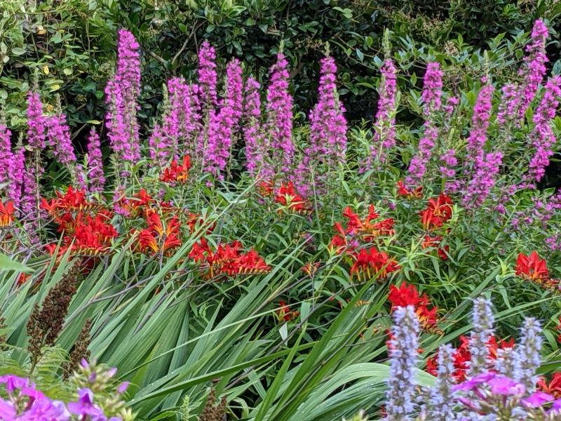 Crocosmia and lythrum flowers at Mill Pond Garden. SUBMITTED PHOTOS