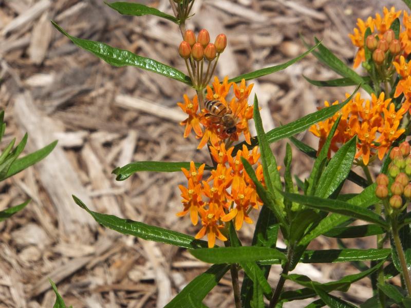 The most important guests at the pollinator garden are the bees and butterflies.