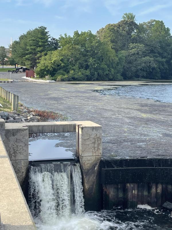 DNREC is removing the aquatic weeds so people have an easier time using the boat launch at the pond. NICK ROTH PHOTO
