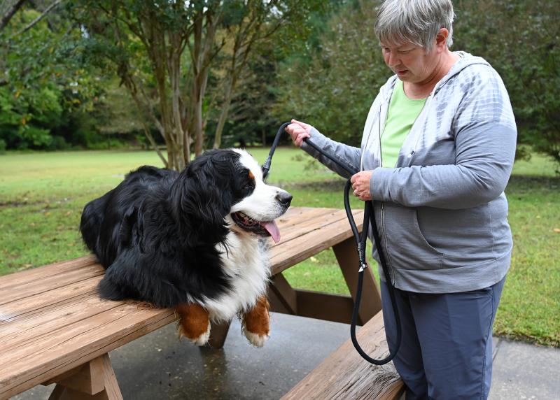 Keeping Heike, a 3-year-old Bernese mountain dog, calm before the proceedings is Barbara Villwock.